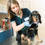 When to Visit the Vet: A Guide to Ensuring Your Pet’s Health