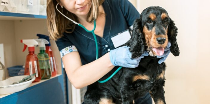 When to Visit the Vet: A Guide to Ensuring Your Pet’s Health